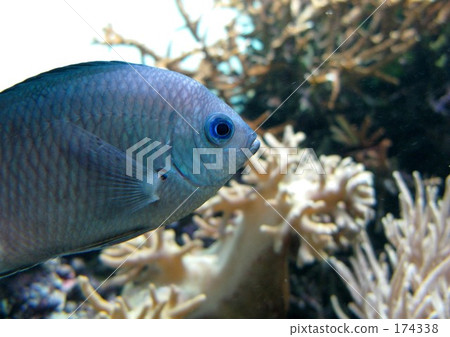 Blue sea bream 174338