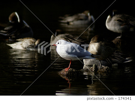 新橋 新橋 174341