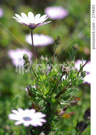 Flower single wheel Flower single wheel 174685