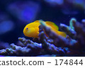 Fish in the yellow 174844