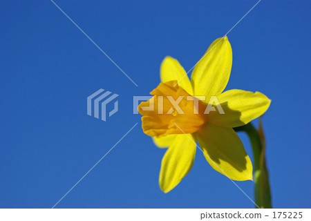 Daffodil and blue sky 175225