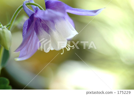 哥倫拜恩花 哥倫拜恩花 175229