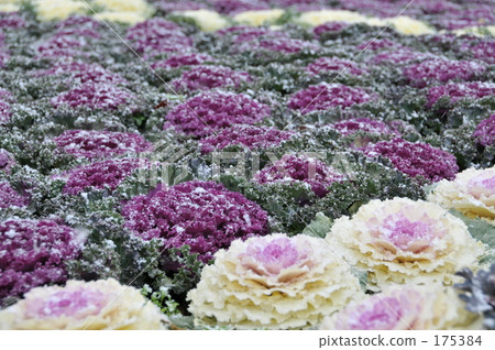 Leaf Peony 1 175384