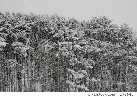 ☆[冬季風暴]〜暴風雪森林〜☆ 175646