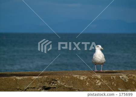 Seagull 175699