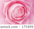 rose	 175899