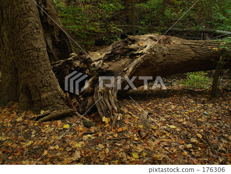 Broken big tree 176306