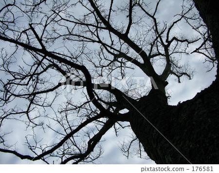 林蔭路 四季 悲傷 176581