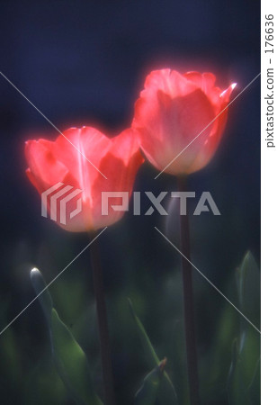 Shunko Shunko 176636