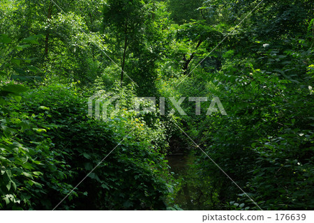 在森林裡 在森林裡 176639