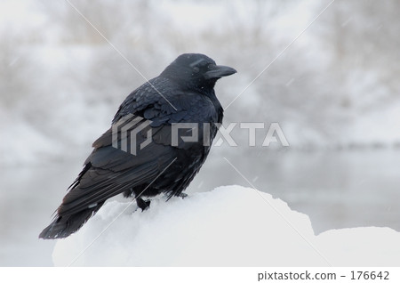 烏鴉 烏鴉 176642