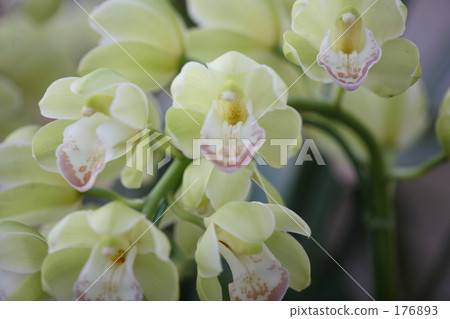 彩色照片 舒爽 栃木縣 176893