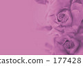 Rose color 177428