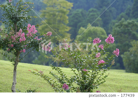 Karasuberi在高爾夫球場開花 177439