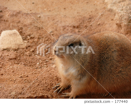 Prairie dog Prairie dog 177440