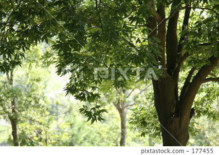 The shade of the golf course 177455