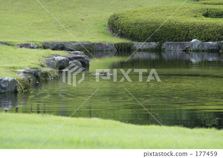 Golf course duck Golf course duck 177459