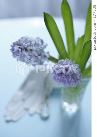 Hyacinth and gloves 177538