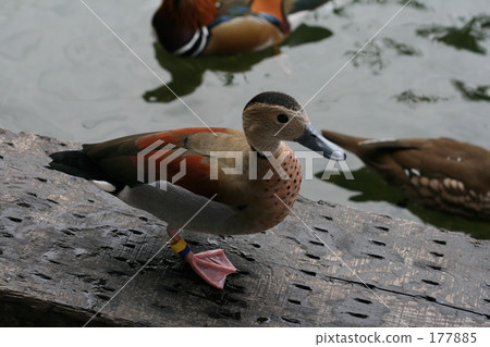 Duck 177885