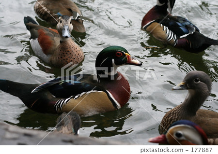 Duck 177887
