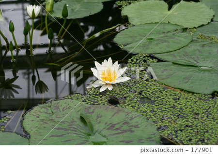 蓮花 蓮花 177901