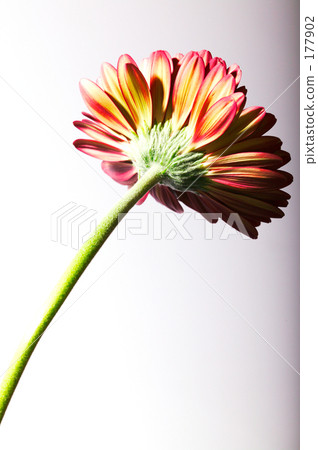 Gerbera Gerbera 177902