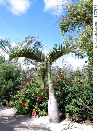 八重山棕櫚和藍天 177972