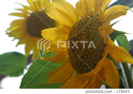 sunflower sunflower 178045