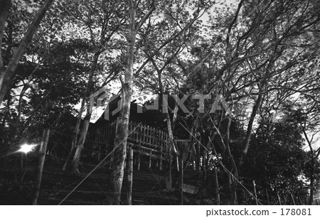 Harajuku · Night Kamita Shrine Showa 46 years 178081