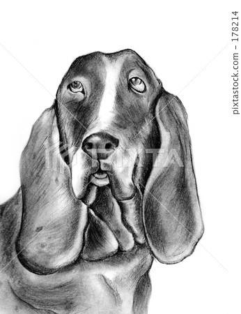 Dog Dog 178214