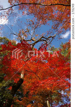 A gathering of trees 178249