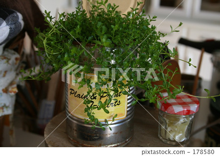 Plant Plant 178580