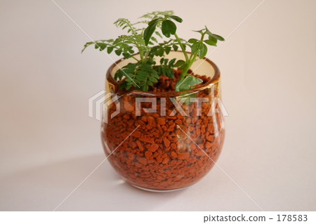 Foliage plant Foliage plant 178583