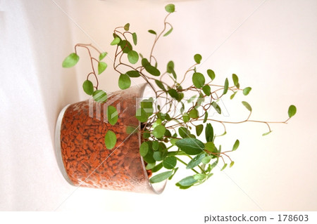 Foliage plant  178603