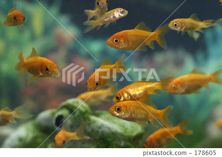 Goldfish Goldfish 178605