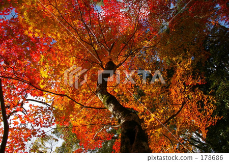 look up look up 178686