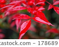 bright red 178689