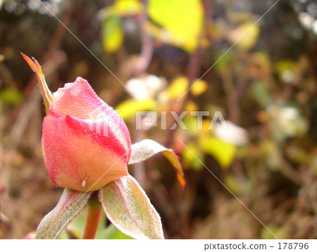 玫瑰花蕾和昆蟲 178796