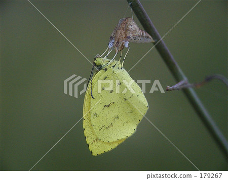 Emergence Emergence 179267