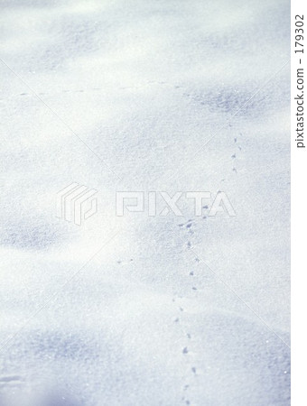 在雪地上的腳印 179302