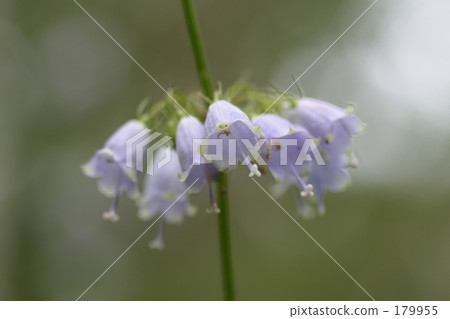 Adenophortriphylla 179955