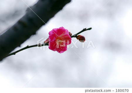 冬天天空和紅色李子 冬天天空和紅色李子 180070