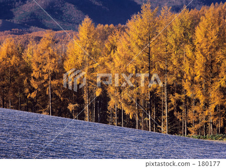 落葉林的森林 180177