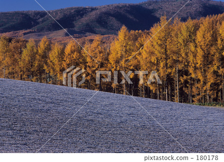 第一次霜凍的早晨 180178