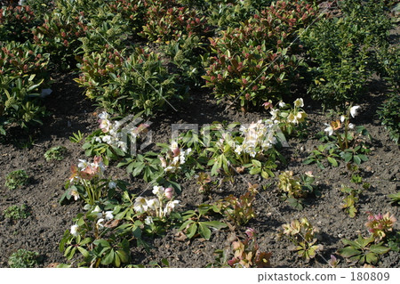 Christmas rose 180809