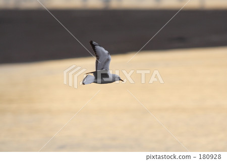 地球儀 土地 土 180928