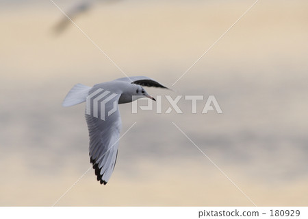 earth, earth', globe 180929