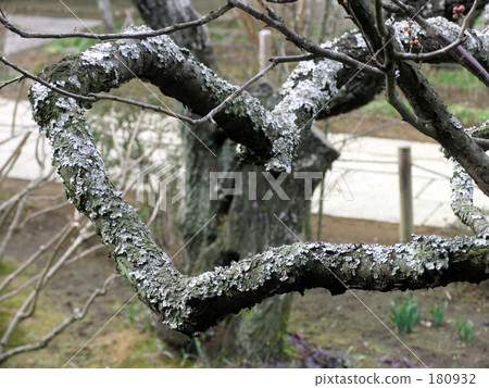 Image of old tree 180932