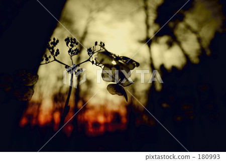 sepia, natural scenery, forest 180993