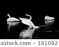 天鵝的舞蹈 181082